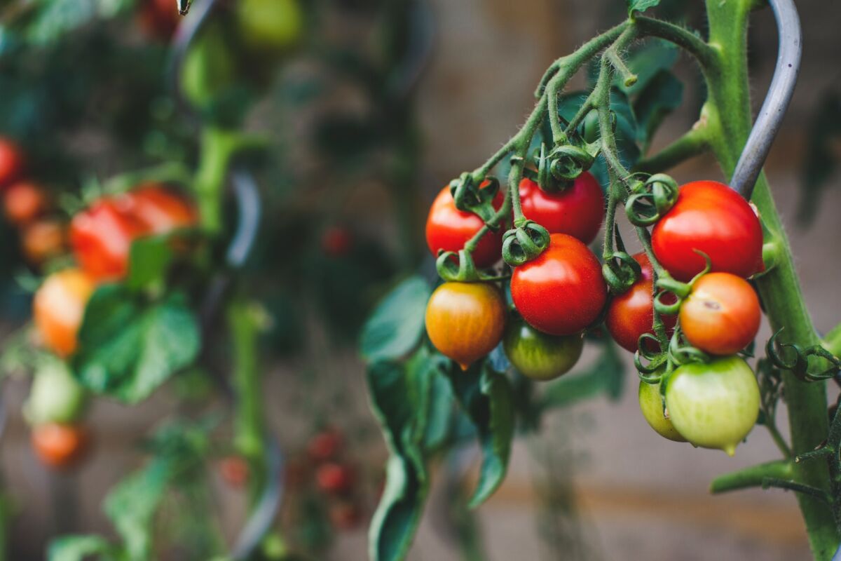 Best Time to Plant Tomatoes: Expert Advice for a Bountiful Harvest