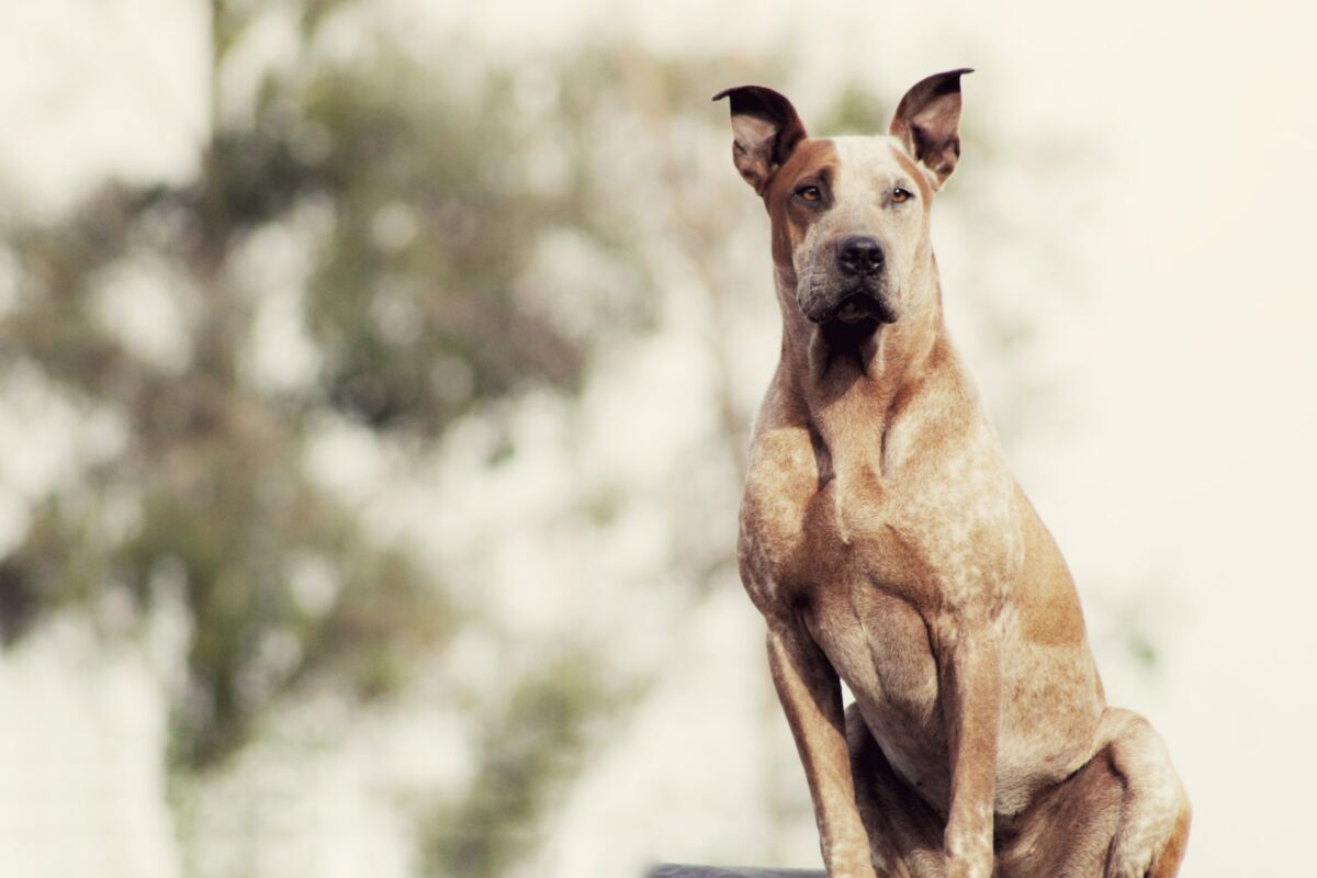 Are Great Danes Good Pets? A Comprehensive Analysis